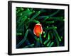 Clown Fish (Amphiprion Ocellaris)-Andrea Ferrari-Framed Photographic Print