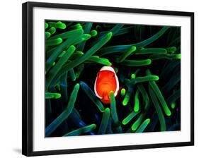 Clown Fish (Amphiprion Ocellaris)-Andrea Ferrari-Framed Photographic Print