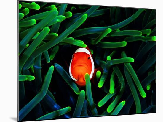 Clown Fish (Amphiprion Ocellaris)-Andrea Ferrari-Mounted Photographic Print