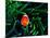 Clown Fish (Amphiprion Ocellaris)-Andrea Ferrari-Mounted Photographic Print