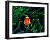 Clown Fish (Amphiprion Ocellaris)-Andrea Ferrari-Framed Photographic Print