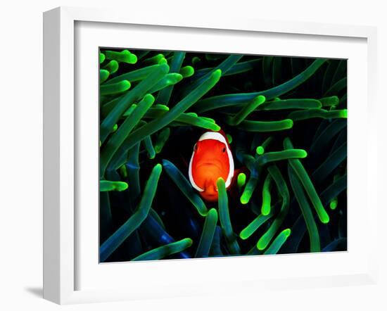 Clown Fish (Amphiprion Ocellaris)-Andrea Ferrari-Framed Photographic Print