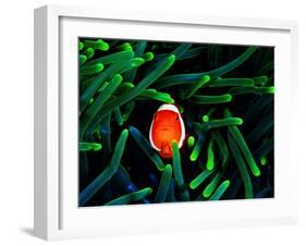 Clown Fish (Amphiprion Ocellaris)-Andrea Ferrari-Framed Photographic Print