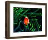 Clown Fish (Amphiprion Ocellaris)-Andrea Ferrari-Framed Photographic Print