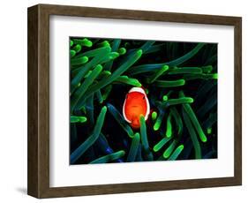 Clown Fish (Amphiprion Ocellaris)-Andrea Ferrari-Framed Photographic Print