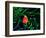 Clown Fish (Amphiprion Ocellaris)-Andrea Ferrari-Framed Photographic Print