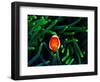 Clown Fish (Amphiprion Ocellaris)-Andrea Ferrari-Framed Photographic Print