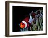 Clown Fish (Amphiprion Ocellaris)-Andrea Ferrari-Framed Photographic Print