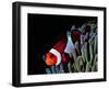 Clown Fish (Amphiprion Ocellaris)-Andrea Ferrari-Framed Photographic Print