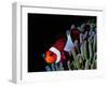 Clown Fish (Amphiprion Ocellaris)-Andrea Ferrari-Framed Photographic Print