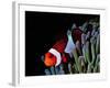 Clown Fish (Amphiprion Ocellaris)-Andrea Ferrari-Framed Photographic Print