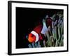 Clown Fish (Amphiprion Ocellaris)-Andrea Ferrari-Framed Photographic Print
