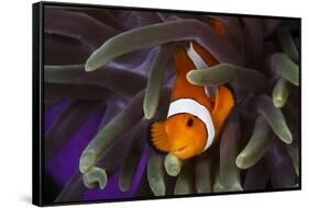 Clown Fish and Blue Anemonie-Bernard Radvaner-Framed Stretched Canvas