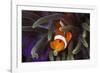 Clown Fish and Blue Anemonie-Bernard Radvaner-Framed Photographic Print