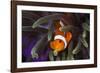 Clown Fish and Blue Anemonie-Bernard Radvaner-Framed Photographic Print