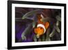 Clown Fish and Blue Anemonie-Bernard Radvaner-Framed Photographic Print