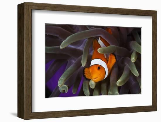 Clown Fish and Blue Anemonie-Bernard Radvaner-Framed Photographic Print