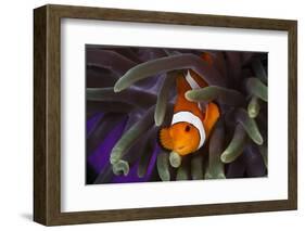 Clown Fish and Blue Anemonie-Bernard Radvaner-Framed Photographic Print