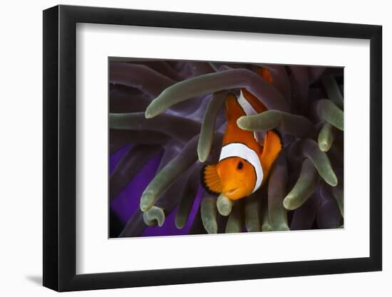 Clown Fish and Blue Anemonie-Bernard Radvaner-Framed Photographic Print