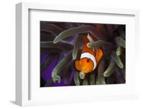 Clown Fish and Blue Anemonie-Bernard Radvaner-Framed Photographic Print