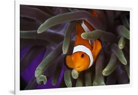 Clown Fish and Blue Anemonie-Bernard Radvaner-Framed Photographic Print