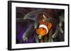 Clown Fish and Blue Anemonie-Bernard Radvaner-Framed Photographic Print