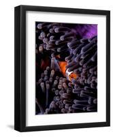 Clown Fish, Andaman Island-Charles Glover-Framed Giclee Print