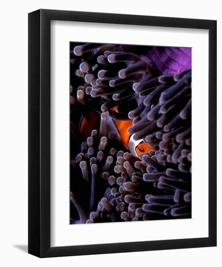 Clown Fish, Andaman Island-Charles Glover-Framed Giclee Print