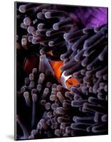Clown Fish, Andaman Island-Charles Glover-Mounted Giclee Print
