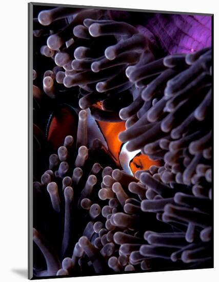 Clown Fish, Andaman Island-Charles Glover-Mounted Giclee Print