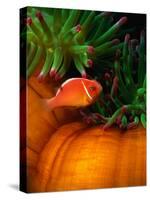 Clown Fish & Anemone, Truk Lagoon-Mike Mesgleski-Stretched Canvas