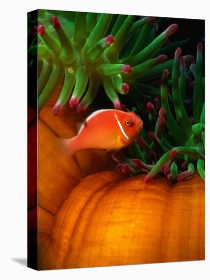 Clown Fish & Anemone, Truk Lagoon-Mike Mesgleski-Stretched Canvas