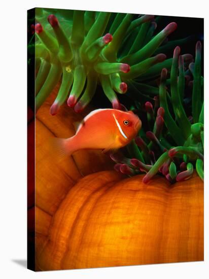 Clown Fish & Anemone, Truk Lagoon-Mike Mesgleski-Stretched Canvas