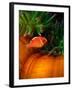 Clown Fish & Anemone, Truk Lagoon-Mike Mesgleski-Framed Premium Photographic Print