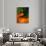 Clown Fish & Anemone, Truk Lagoon-Mike Mesgleski-Premium Photographic Print displayed on a wall