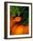 Clown Fish & Anemone, Truk Lagoon-Mike Mesgleski-Framed Photographic Print