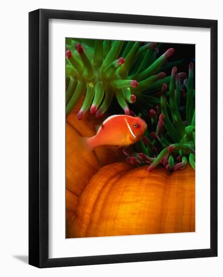 Clown Fish & Anemone, Truk Lagoon-Mike Mesgleski-Framed Photographic Print