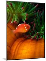 Clown Fish & Anemone, Truk Lagoon-Mike Mesgleski-Mounted Photographic Print