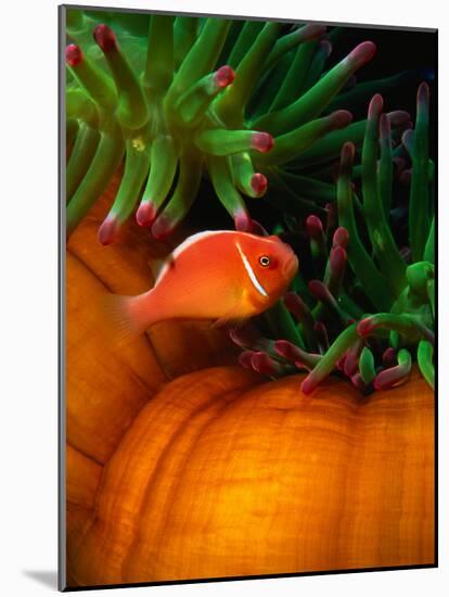 Clown Fish & Anemone, Truk Lagoon-Mike Mesgleski-Mounted Photographic Print