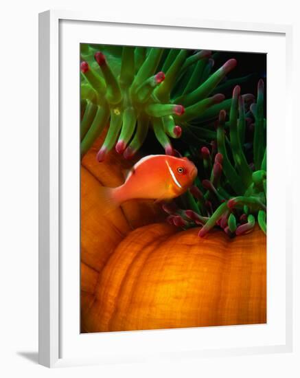 Clown Fish & Anemone, Truk Lagoon-Mike Mesgleski-Framed Photographic Print