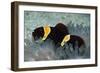 Clown Fish in Sea Anemone-null-Framed Photographic Print