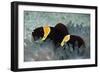 Clown Fish in Sea Anemone-null-Framed Photographic Print