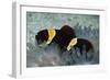 Clown Fish in Sea Anemone-null-Framed Photographic Print
