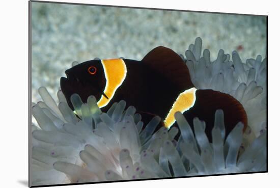 Clown Fish in Sea Anemone-null-Mounted Photographic Print