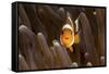 Clown Fish Portrait in Anemone-Bernard Radvaner-Framed Stretched Canvas