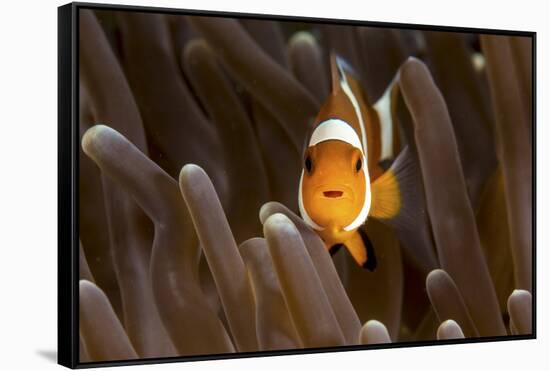 Clown Fish Portrait in Anemone-Bernard Radvaner-Framed Stretched Canvas