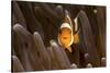 Clown Fish Portrait in Anemone-Bernard Radvaner-Stretched Canvas