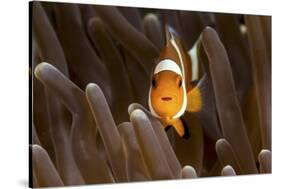 Clown Fish Portrait in Anemone-Bernard Radvaner-Stretched Canvas