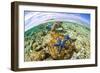 Clown Fish Portrait in Anemone-Bernard Radvaner-Framed Photographic Print