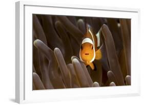 Clown Fish Portrait in Anemone-Bernard Radvaner-Framed Photographic Print